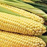 Заменят ли кукуруза и пшеница золото