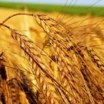 Египет вычеркнет Украину из списка поставщиков пшеницы