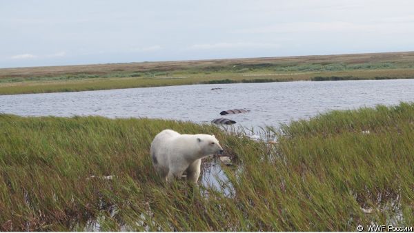 Помогите WWF предотвратить конфликты от встреч местных жителей с редкими арктическими хищниками! 