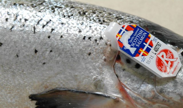 Норвегия нашла способ обхода российского эмбарго на поставки лосося