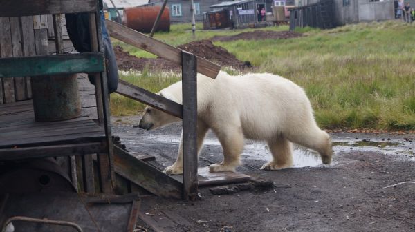 Помогите WWF предотвратить конфликты от встреч местных жителей с редкими арктическими хищниками! 