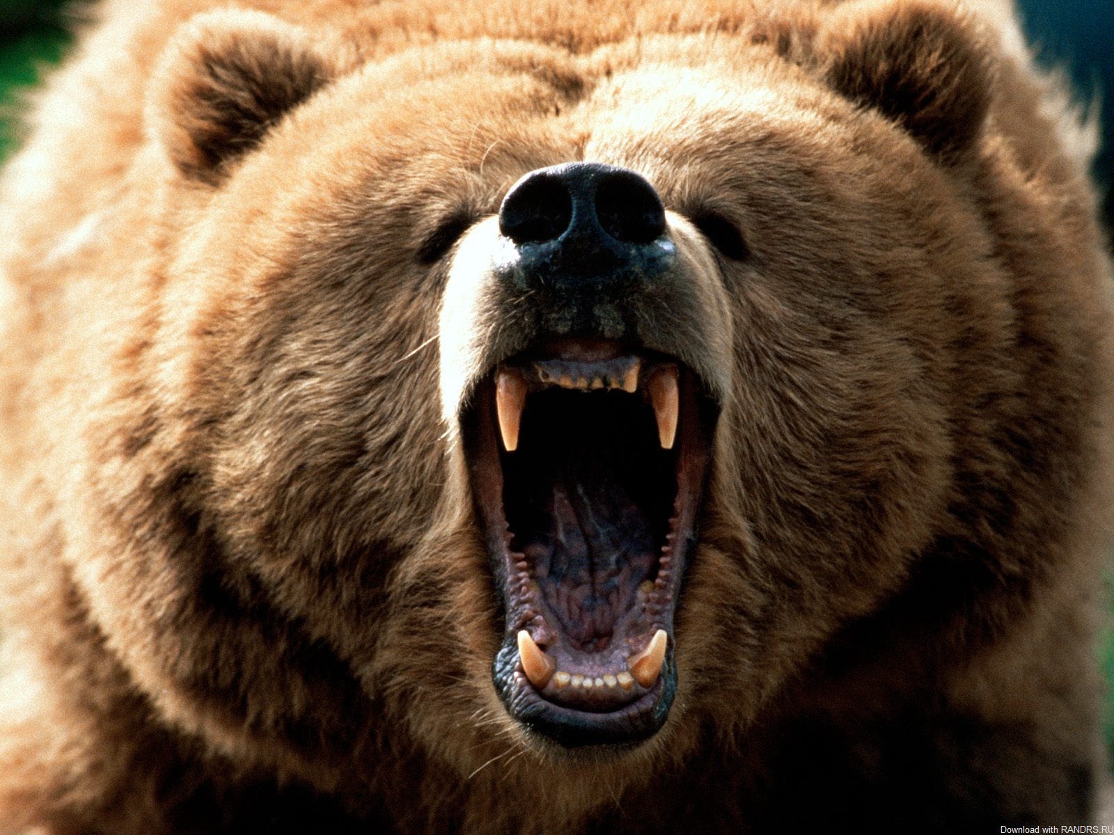 Сказка про медведя и Военную доктрину России