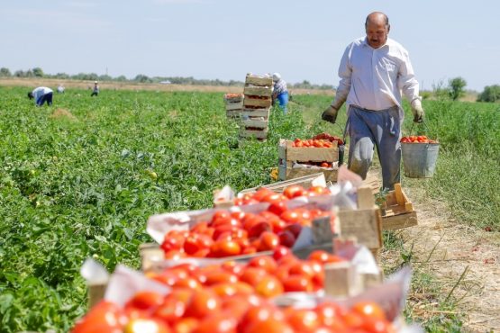 Турецкий помидор рвется на российские прилавки: Чем это грозит?