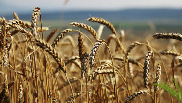 Bloomberg: Россия вытесняет США с рынка зерна