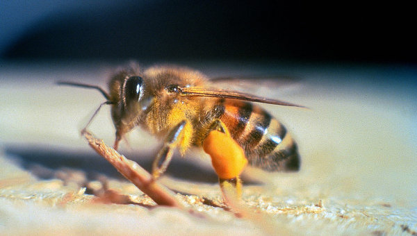 Пчелы-убийцы продолжают распространяться по Калифорнии