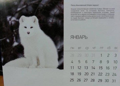 На российском календаре украинцы увидели Песца... Радуются