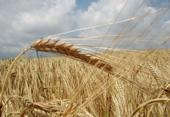 Украину сливают: Польские фермеры требуют остановить импорт зерна