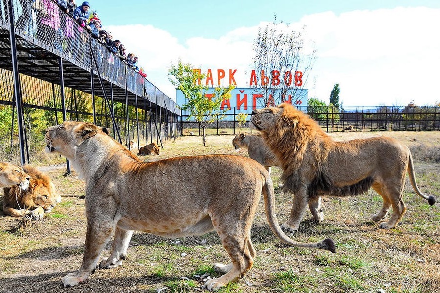 Гостиница парк львов тайган