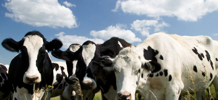 Украинским фермерам запретили торговать молоком. На очереди – мясо