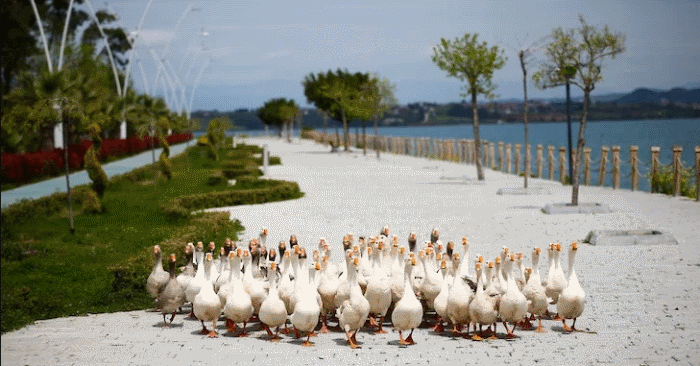 Турецкие гуси полюбили прогулки по набережным