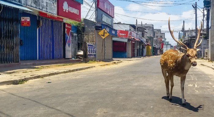 Олень на улицах Тринкомали в Шри-Ланке