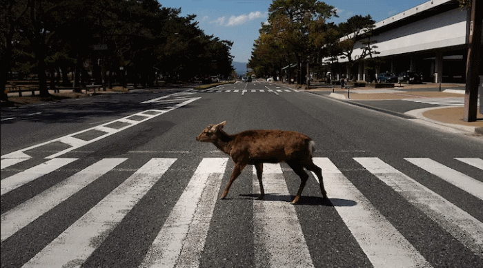 Японский олень переходит улицу по "зебре"