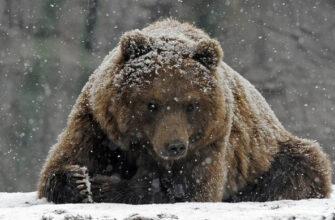 Не все медведи спят зимой