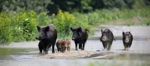 Кабаны и безысходность: особое латышское счастье