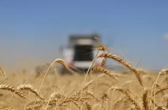 Голодным айфоны не нужны: Запад недооценил последствия выхода России из зерновой сделки
